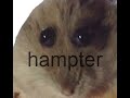 hampter.mp4