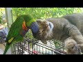 My lorikeet George with his best mate Daisy our cat