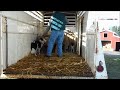 Stock Trailer -- How to Load and Unload -- Border Collie -- Herding Dog Training -- Farm Work Demo