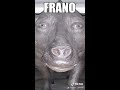 frano