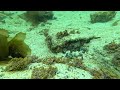 16 Minutes of an Octopus Chilling While Fish Swim By Sometimes