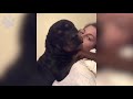 Ultimate Cute Rottweiler Compilation #1 | Best Of Funny Rottweiler Videos