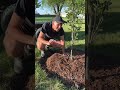 How to mulch a tree #shorts
