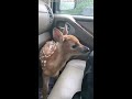 Fawn Bleats After Being Rescued || ViralHog