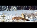 Canada's WAR on WOLVES - The Alberta Wolf Cull | EXPOSED Conservation | EP 03