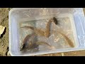 catching dragon fish and water beetles