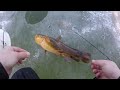 Rare Fish Sighting! Ice Fishing Early Ice (Multi Species)