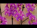 【4K Orchid 】 World Orchid Conference 2024 in Taiwan, #世界蘭花會議 Taiwan International Orchid Exhibition