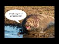 Seals at Donna Nook 2019