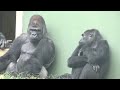 Wife explodes with frustration over male gorilla / Shabani Group /Ai
