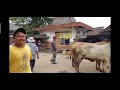 sapi ngamuk heboh di pasar hewan #sapi #cow #animal #viral