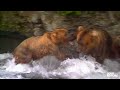 Alaska’s Most Ferocious Predators: Grizzlies, Polar Bears, Orcas | Wild24 Ep305