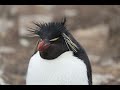 The Falkland Islands - a Wildlife and Battlefield Adventure on 4 Islands