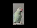 Cosmo The Indian Ringneck Parrot | Talking Indian Ringneck Compilation