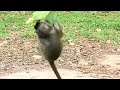 Where there is love there is protection. macaco. macaque. bandar ki video. monkey video. Baby care