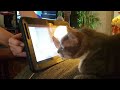 Cat tries to catch Youtube bird