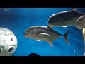 VIDEO KARAOKE LYRICS INSTRUMENTAL OCEAN DEEP CLIFF RICHARD