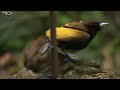 Birds-of-Paradise Project Introduction
