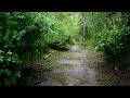 Rain Sounds on a Beautiful Path Surrounded by Trees. White Noise for Ultimate Relaxation, Sleep