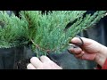 Styling the 12 Dollar Juniper, The Bonsai Zone, Oct 2021