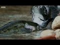 The Fish That Hunts Pigeons | 4K UHD | Planet Earth II | BBC Earth