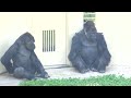 Silverback is very happy to make up with his son.｜Shabani Group