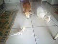 Tutu (dog), Clarinha (cat) and Bravinho.