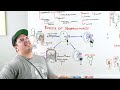 Nephrolithiasis | Kidney Stones