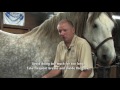 Shoeing a Draft Horse - Tips and Techniques Part 2 (Rear Hoof Trimming)