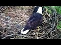 Mom Eagle brings lonely eaglet a ball