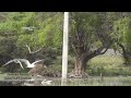 Amazing Gathering Of Lake Birds- Curlew Sandpiper,Great Egret, Ibis,Gray Heron & Many More