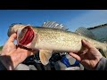Walleye Fishing Lake Sakakawea With Multi-Species. #fishing #fish #walleye #fishingvideo