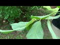 Spicebush Swallowtails with Kelly McGowan