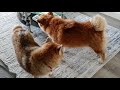 Shiba Inu Personality and Temperament - Are Shiba Inus Good Dogs?