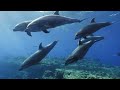 4K ULTRA HD Turtle Video 🌎 Beautiful Relaxing 4K Animals, Relaxing Sleep PIANO Music