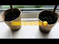 Sunflower seeds# kids are sowing sunflower seeds#viral #fyp #seeds#youtube