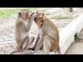 Back to Nature: Monkeys Video| Recaddix