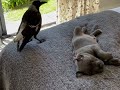 Magpie becomes Aunty to a puppy