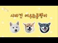 Korean shiba dog can eat kimchi ( kimchi lover Gom)