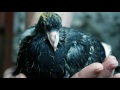 HOW PIGEON CHICK LOOKS LIKE?