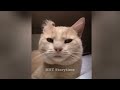 Funny DOGS and CATS Videos 2024 😻😸 Best Funniest Animal Videos of July😻