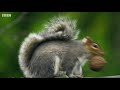Sneaky Squirrels Steal Acorns | Spy In The Wild | BBC Earth