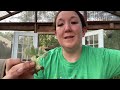 Repotting succulents for beginners - succulent repotting 101