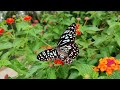 BEAUTIFUL BUTTERFLIES🔹️Cat TV🔹️Amazing Collection 4K 🦋