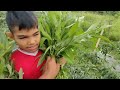 kebun sayuran HASIL TUMPANG SARI CABE