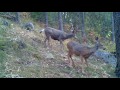 Buck, Doe, and Fawns