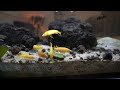How to get COLOURFUL fish! My African Cichlid Aquariums