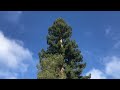 Specimen Redwood Los Altos with flock of birds on top
