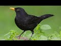 أفضل صوت شحرور للصيد(الجحمومة)-Common   blackbird sound-Canto del Merlo-#merlo #blackbird #hunting