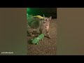 When Your Cat Speaks English Better Than You Think😸 Funny Cat Videos